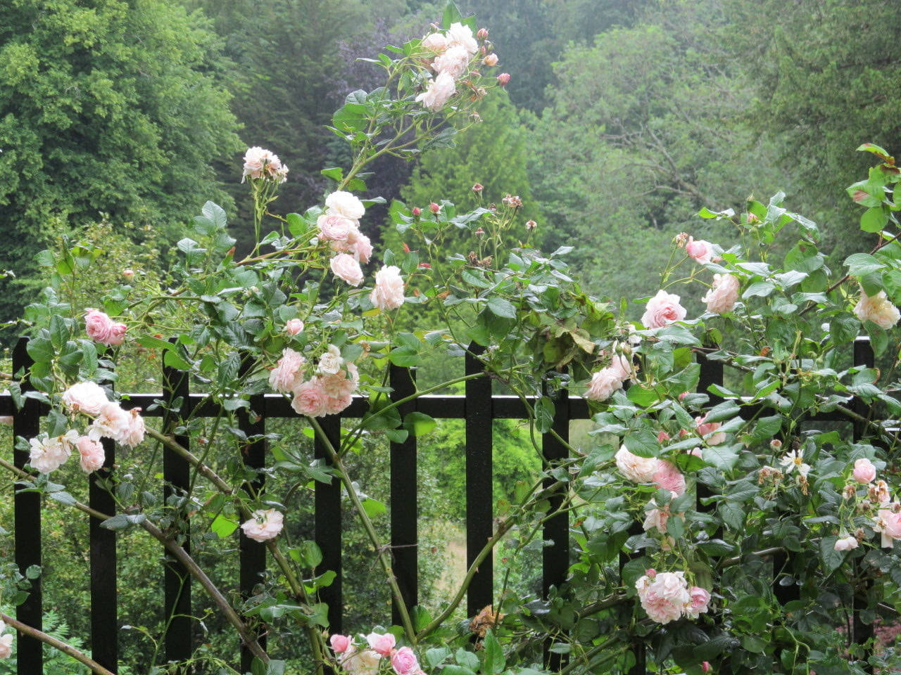 Garden Roses Cottagecore Desktop Wallpaper