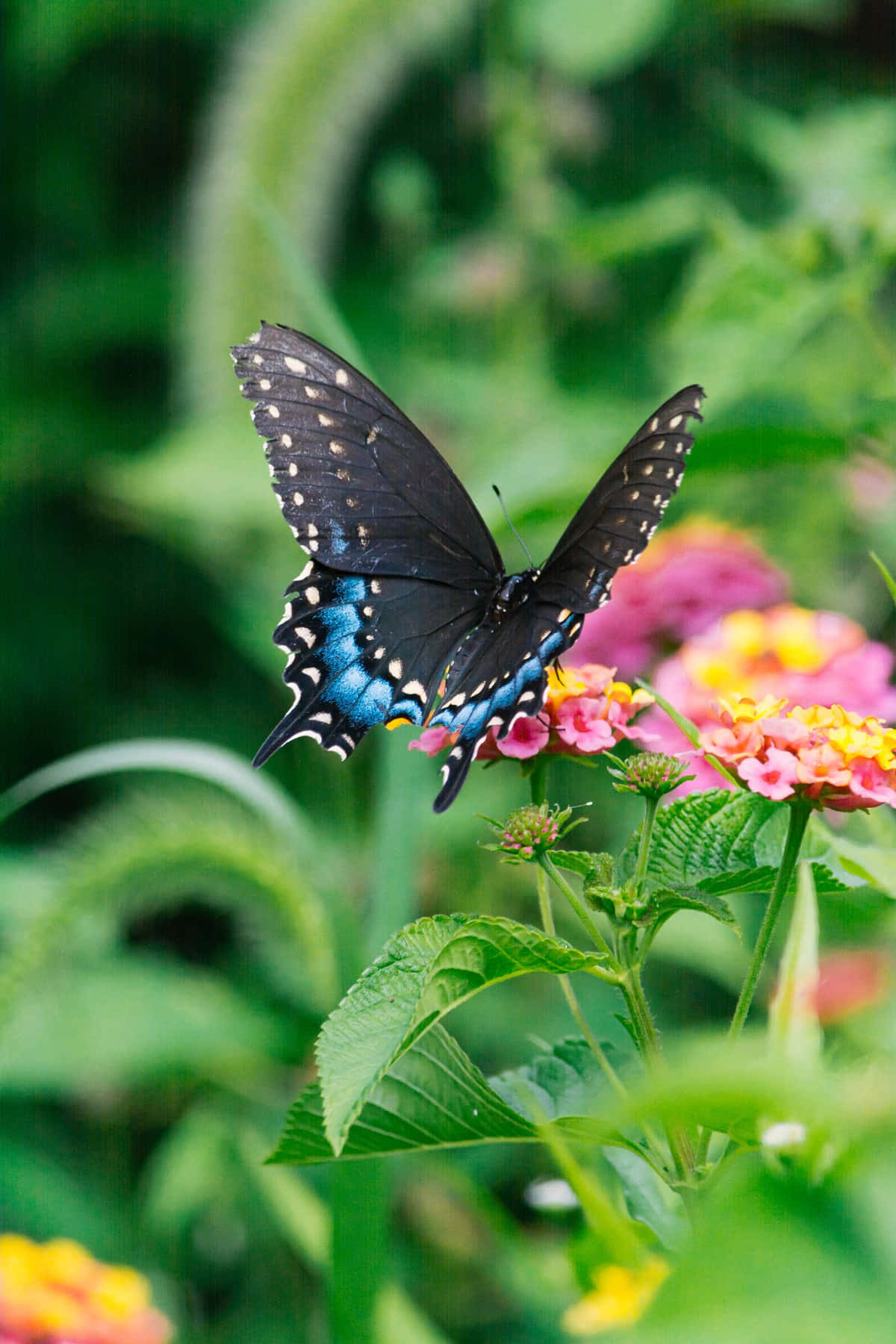 Garden With Flowers And Butterflies Wallpaper