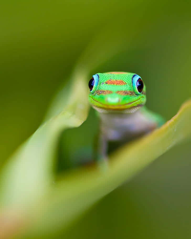 Gecko Peeking Through Leaf Wallpaper