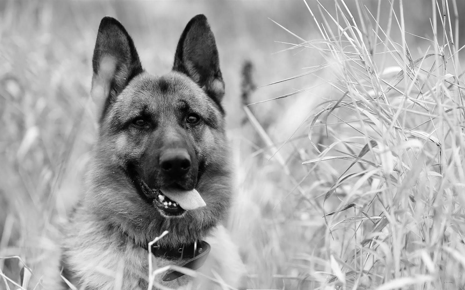 German Shepherd Black And White Dog Wallpaper