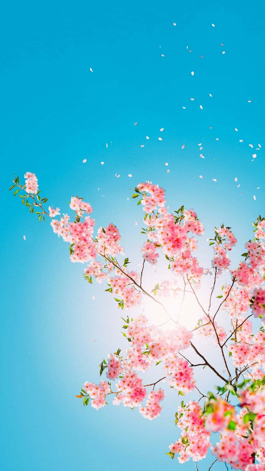 Get Ready To Be Impressed With Cute Iphone Teal Wallpaper