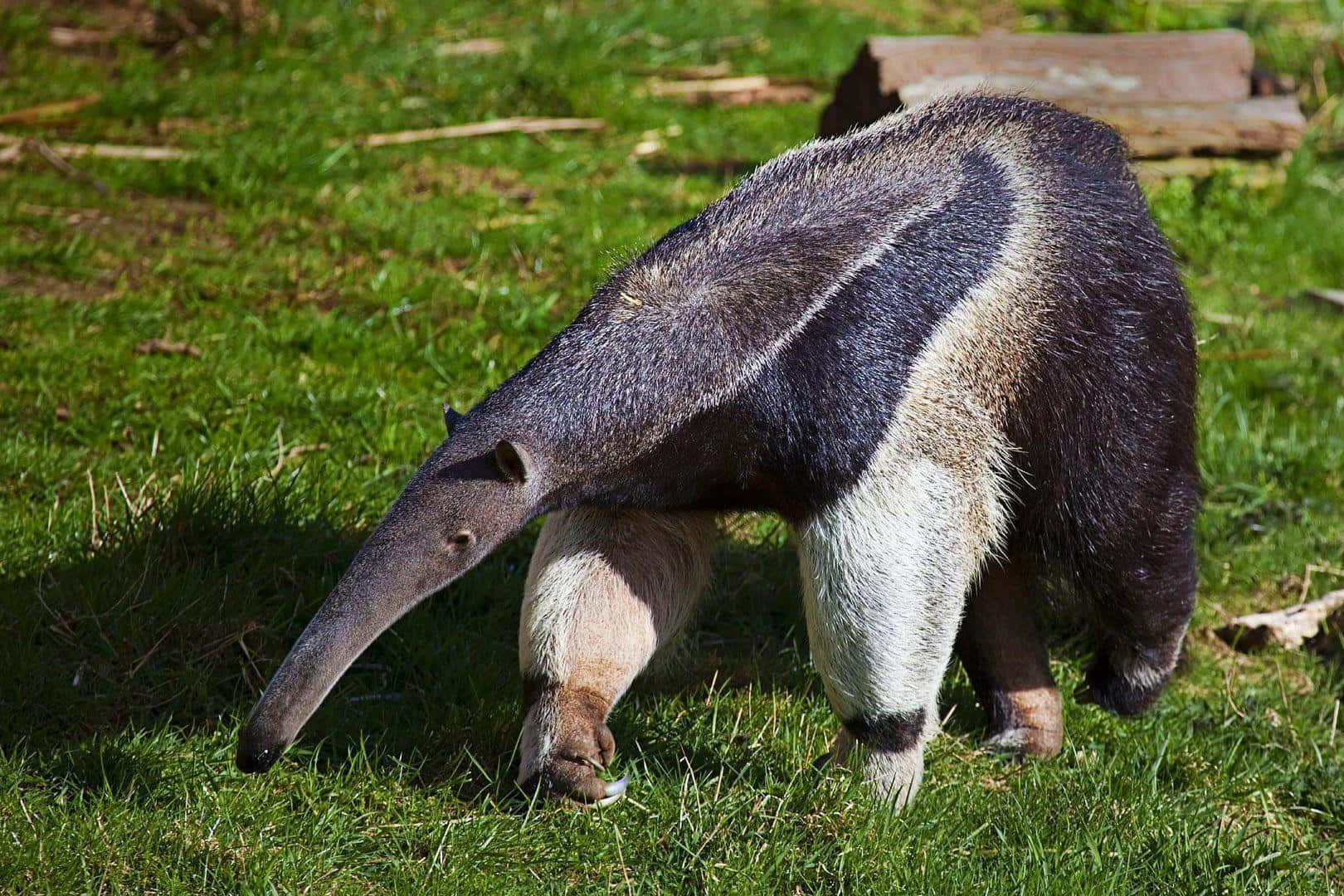 Giant Anteater Grassland Foraging.jpg Wallpaper