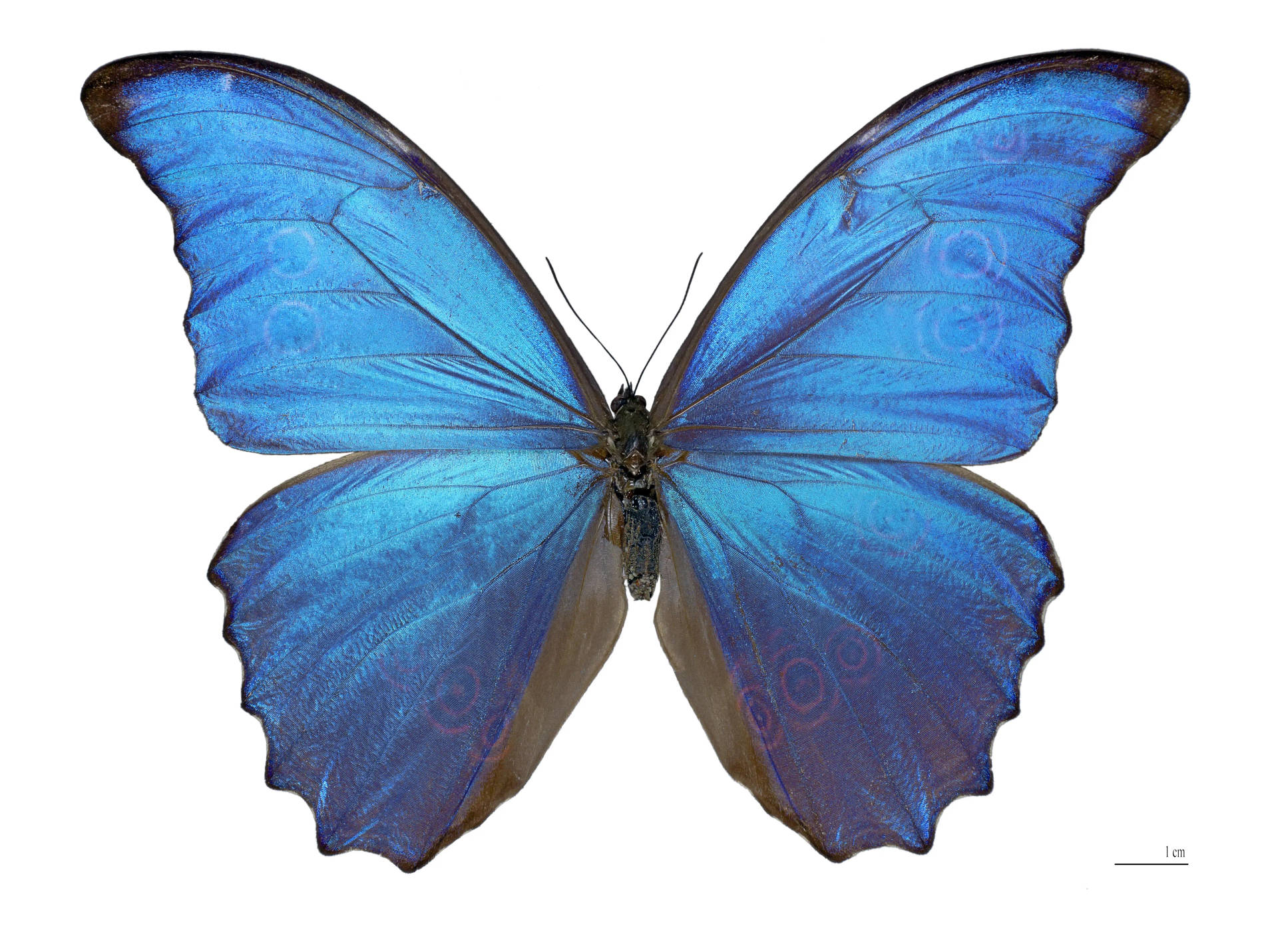Giant Blue 4k Butterfly Wallpaper