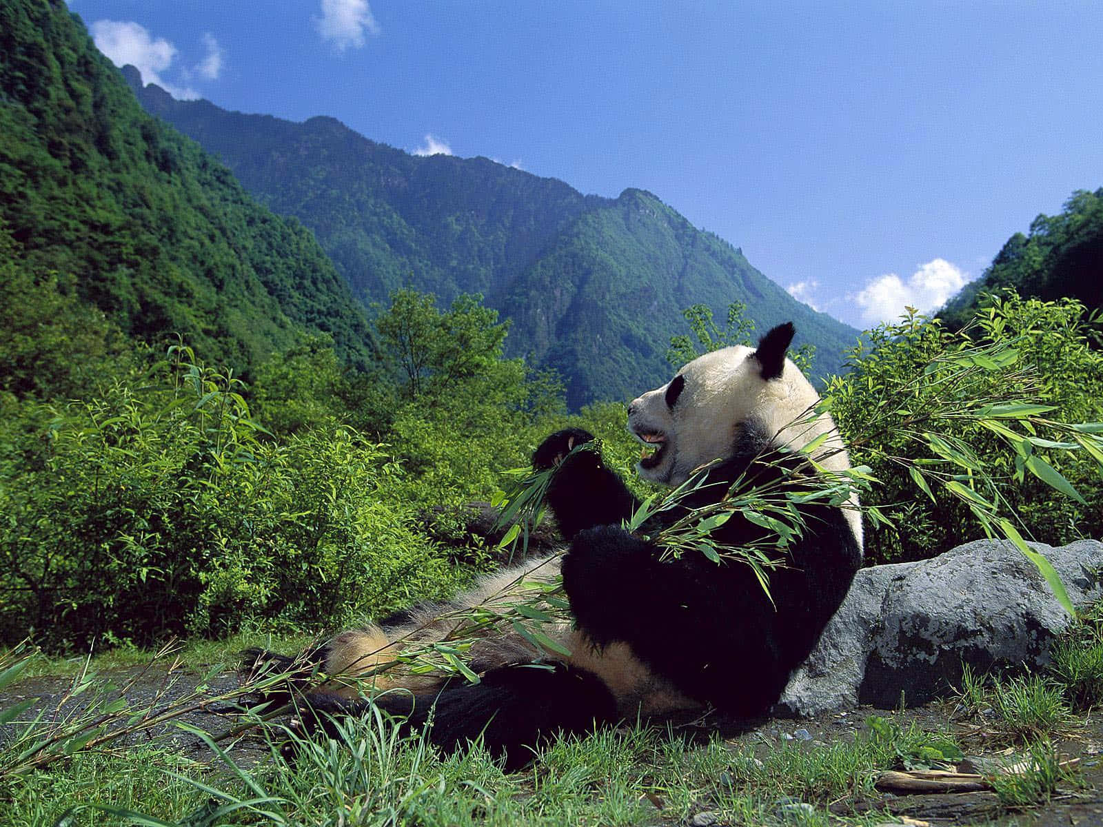 Giant Panda Mountains Background Wallpaper