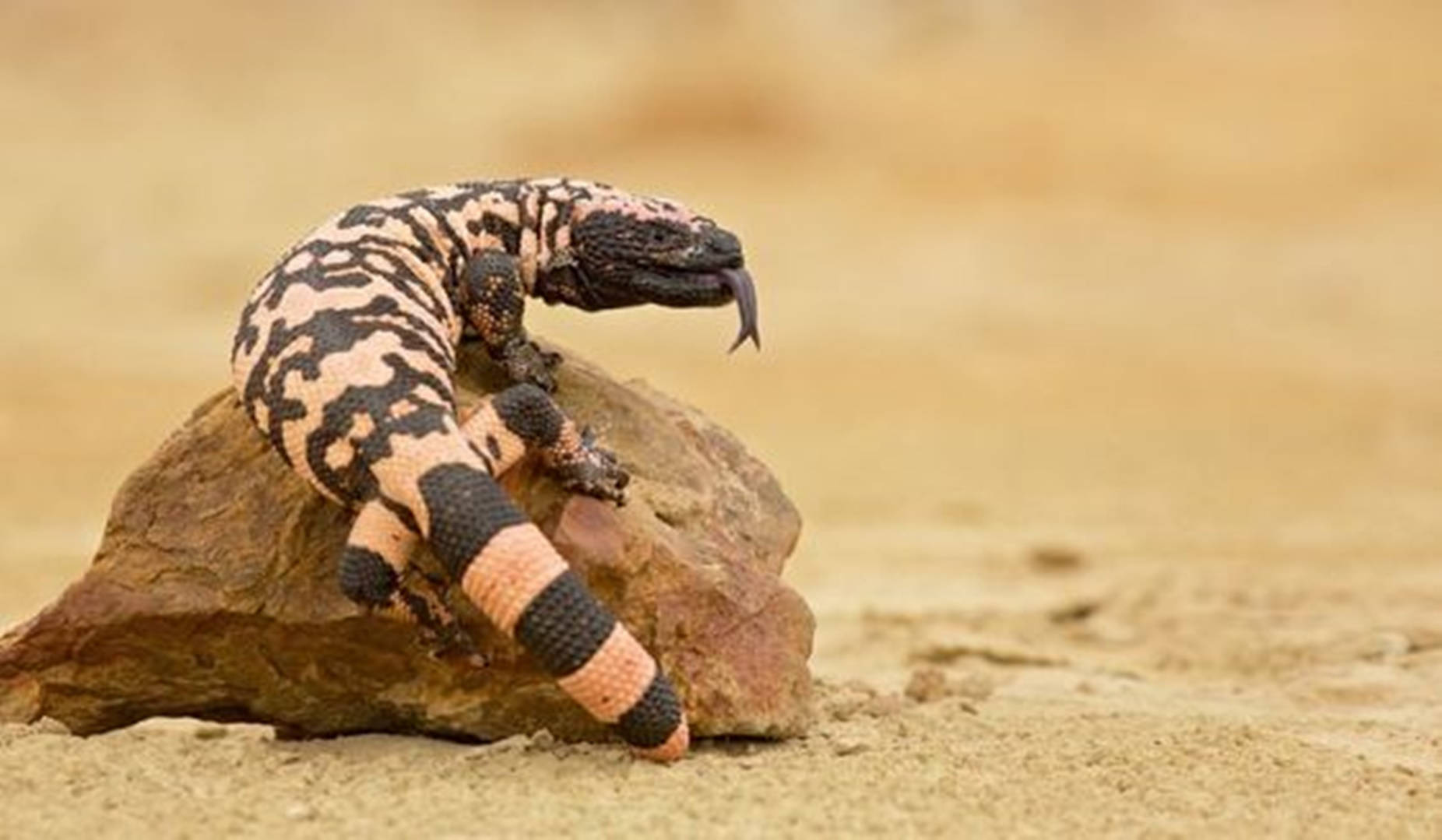 Gila Monster Black And Yellow On Desert Rock Wallpaper