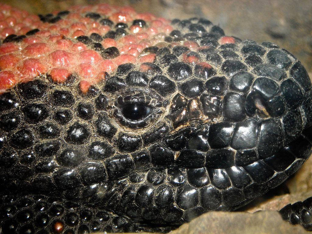 Gila Monster Close-up Rough Texture Scales Wallpaper