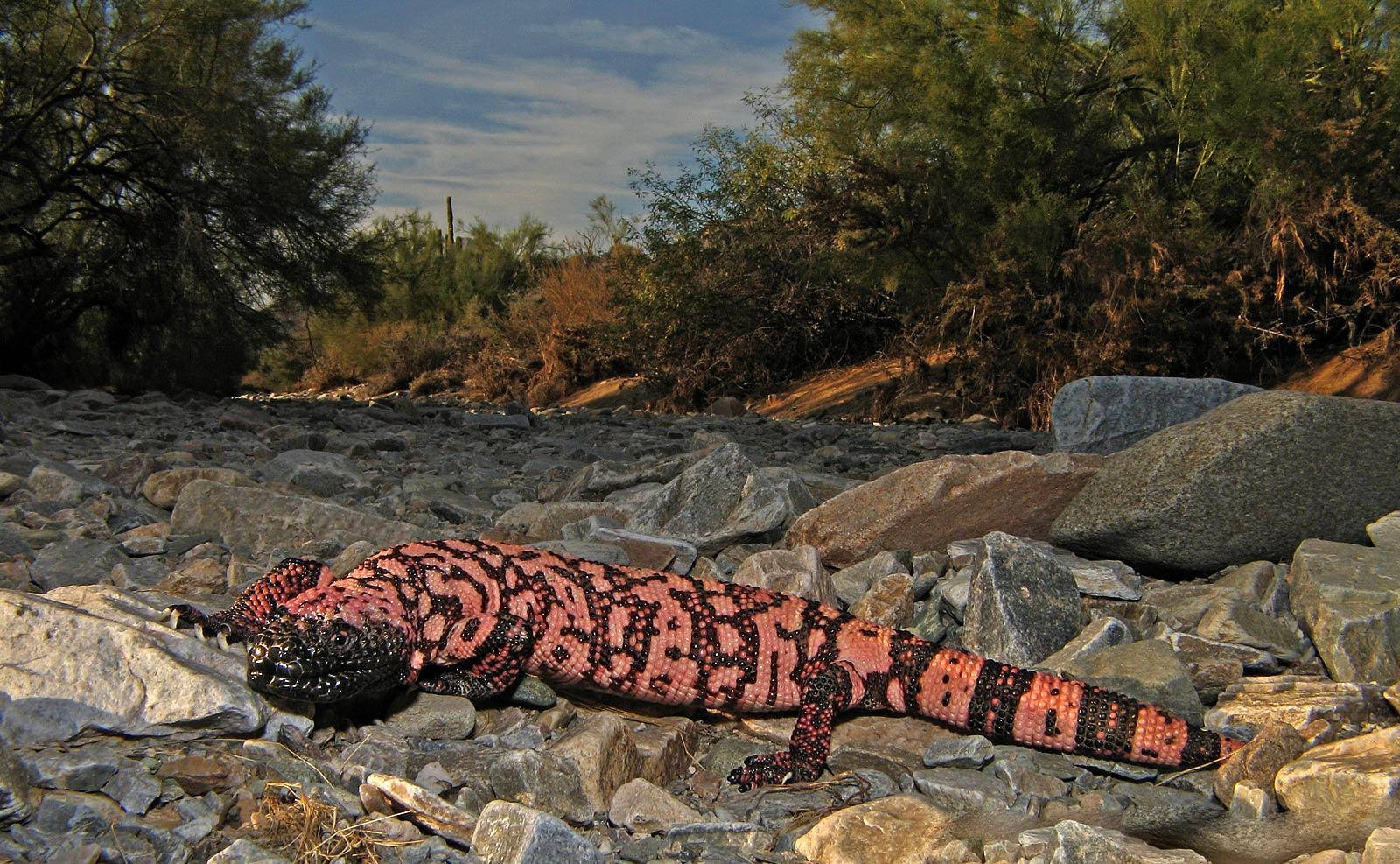 Gila Monster On Gray Rocks Wallpaper