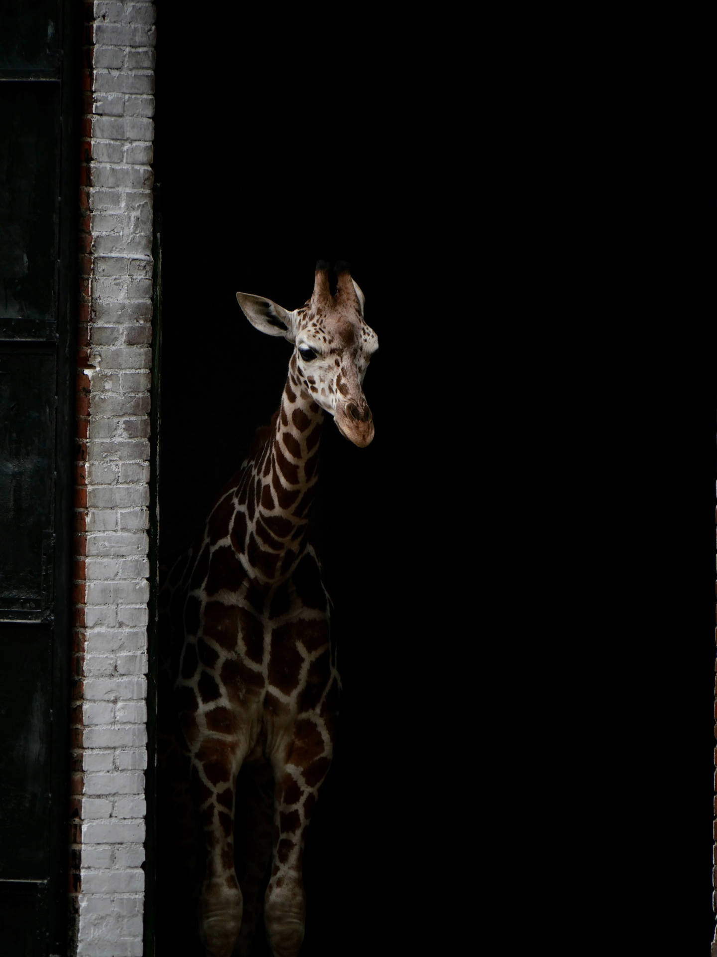 Giraffe Standing In Dark Anime Wallpaper
