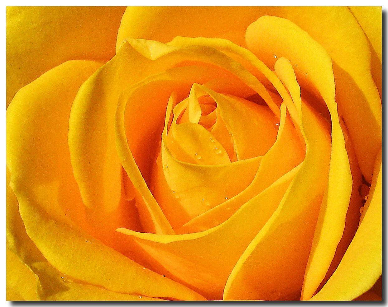 Glimpse Of Sunshine: A Stunning Close-up Of A Yellow Rose Wallpaper