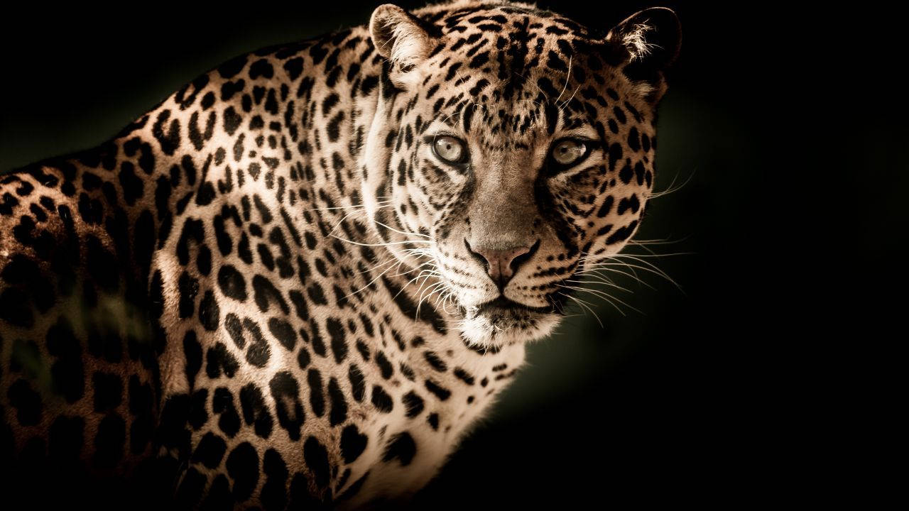 Glowing Animal Leopard Hd Wallpaper
