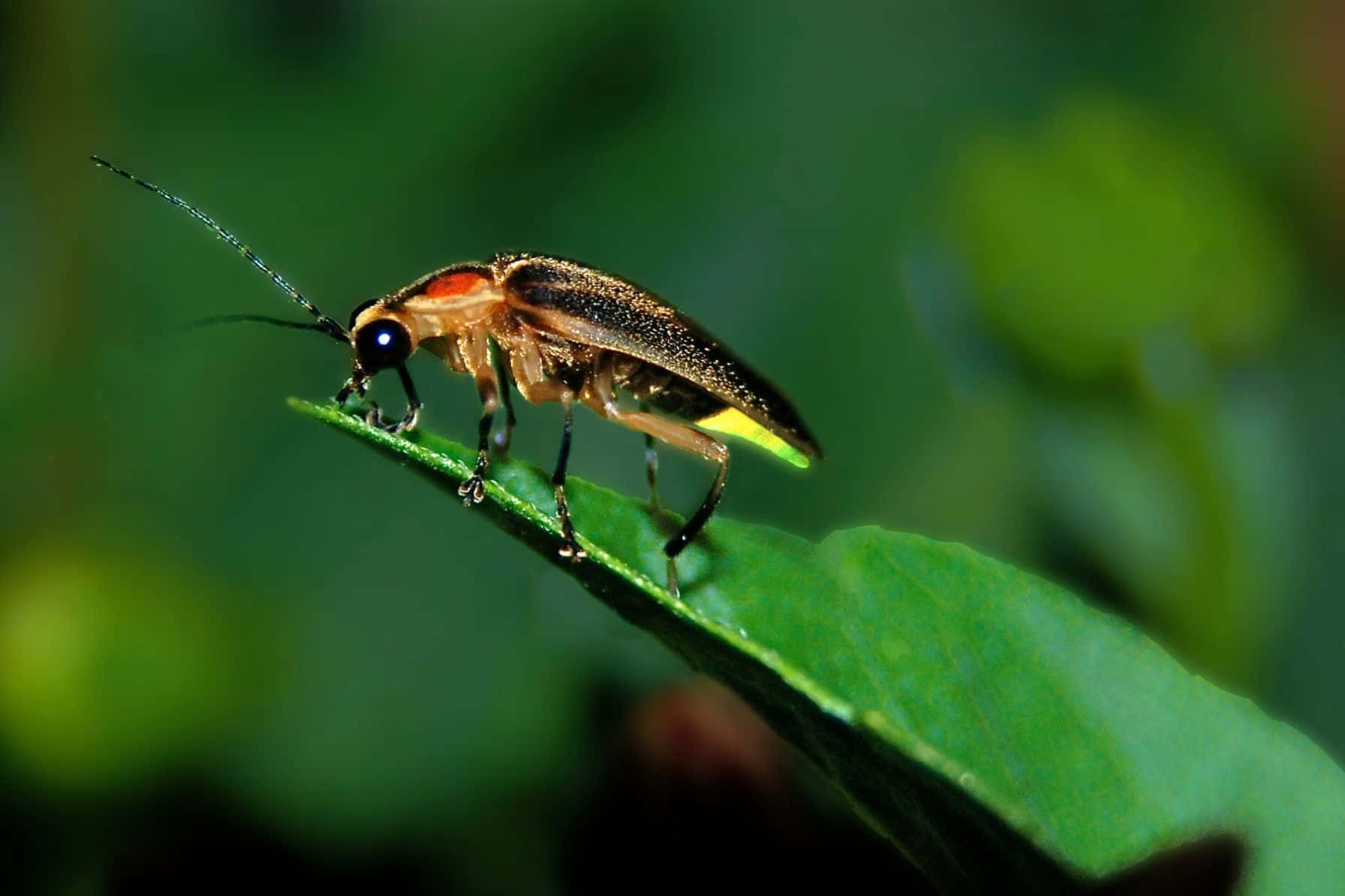 Glowing Fireflyon Leaf.jpg Wallpaper