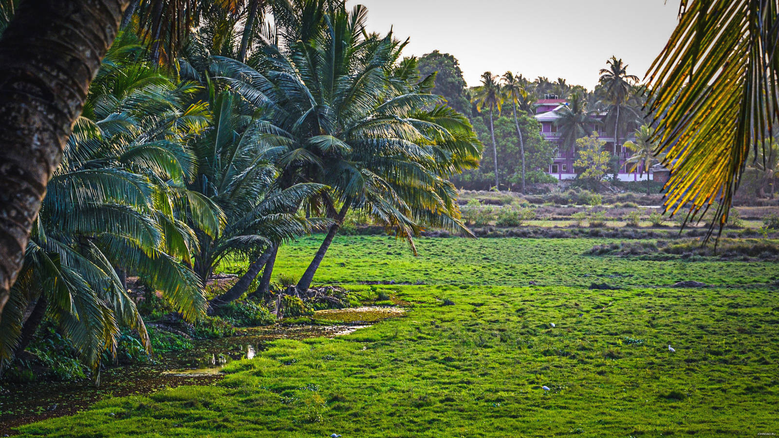 Goa India Trees Wallpaper