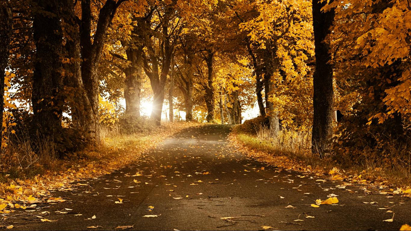 Golden Autumn Trees Road Wallpaper