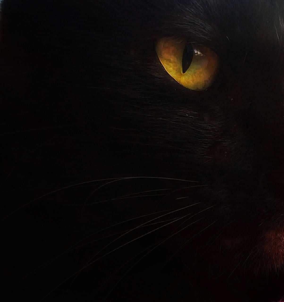 Golden Black Feline Cat Eyes Wallpaper