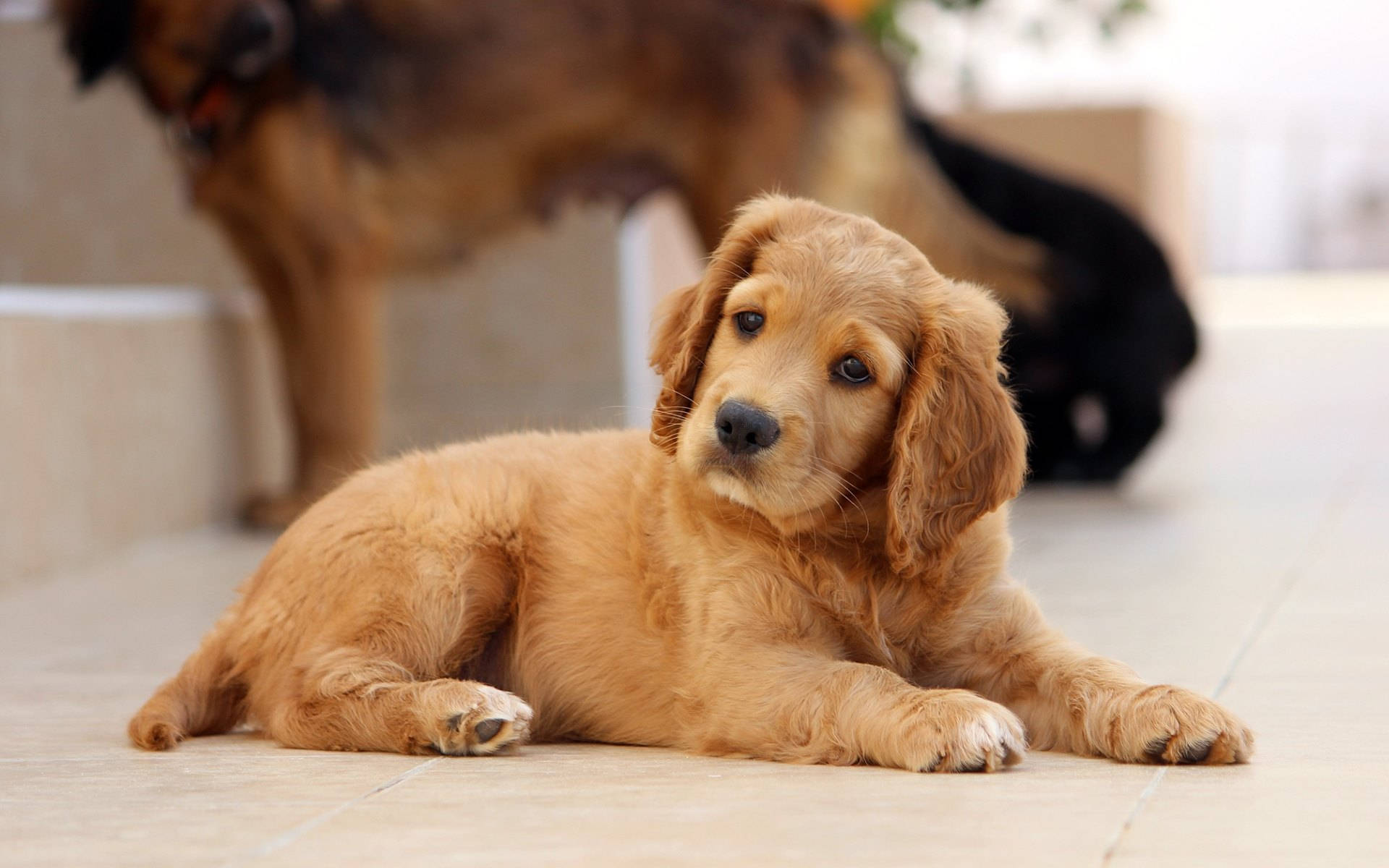 Golden Cute Puppy With Big Ears Wallpaper