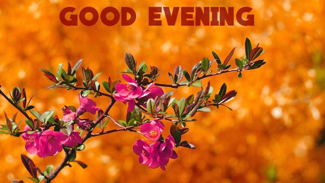 Good Evening Pink Flowers Wallpaper