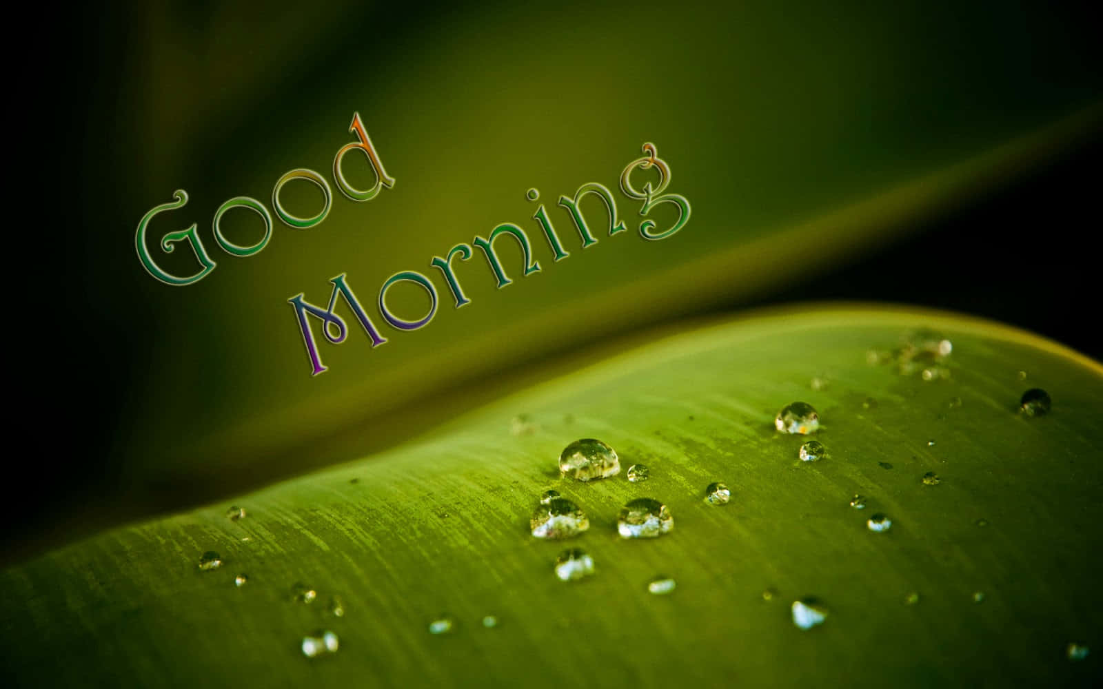 Good Morning Dew Dropson Leaf Wallpaper