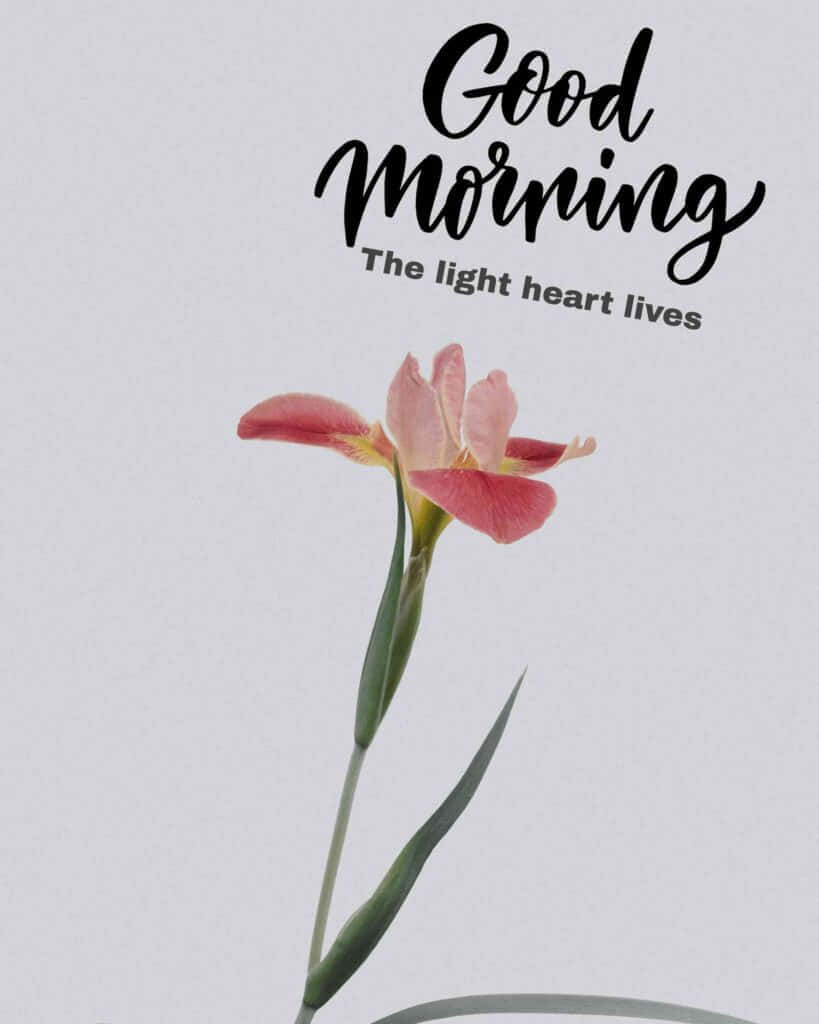 Good Morning Friday Inspirational Flower Wallpaper