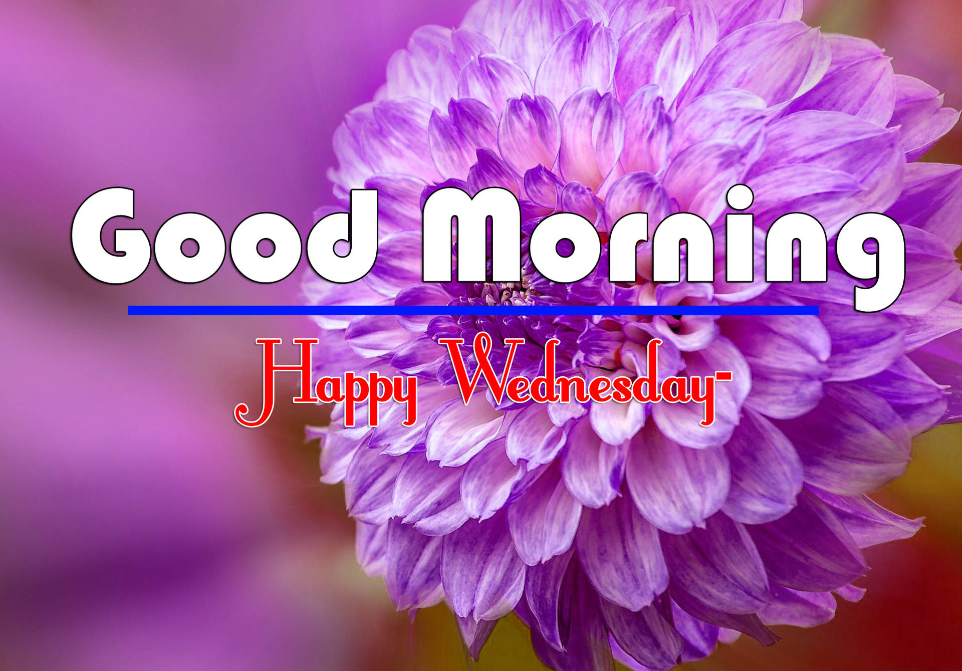 Good Morning Happy Wednesday Purple Flower Wallpaper