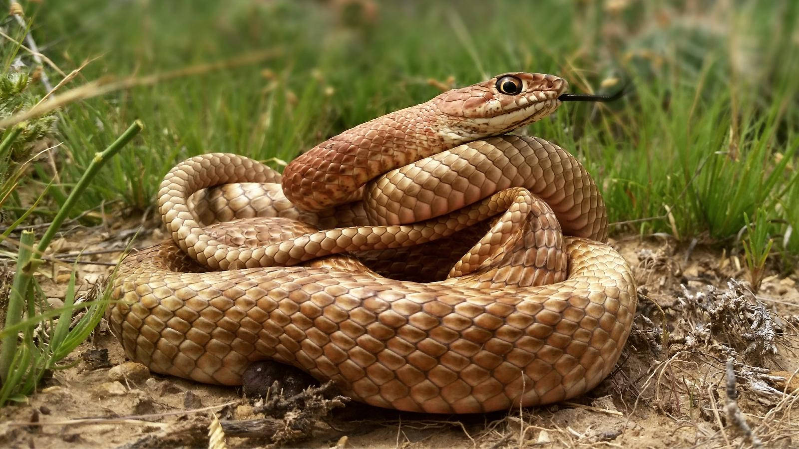 Gopher Snake Coiled Into A Ball Wallpaper