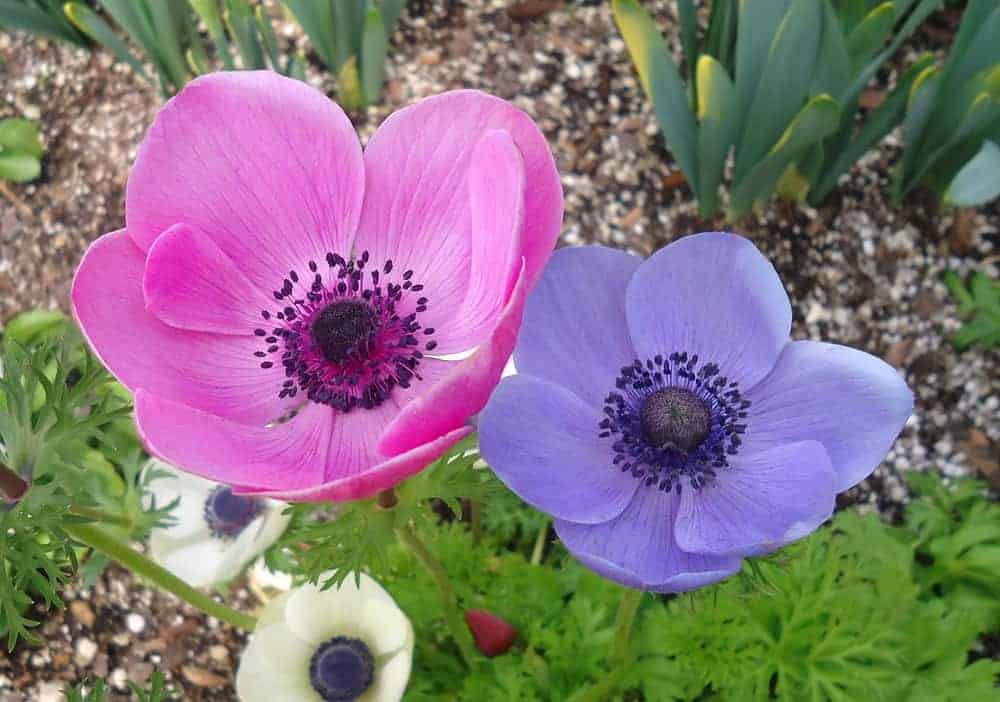 Gorgeous Anemone Flowers Wallpaper