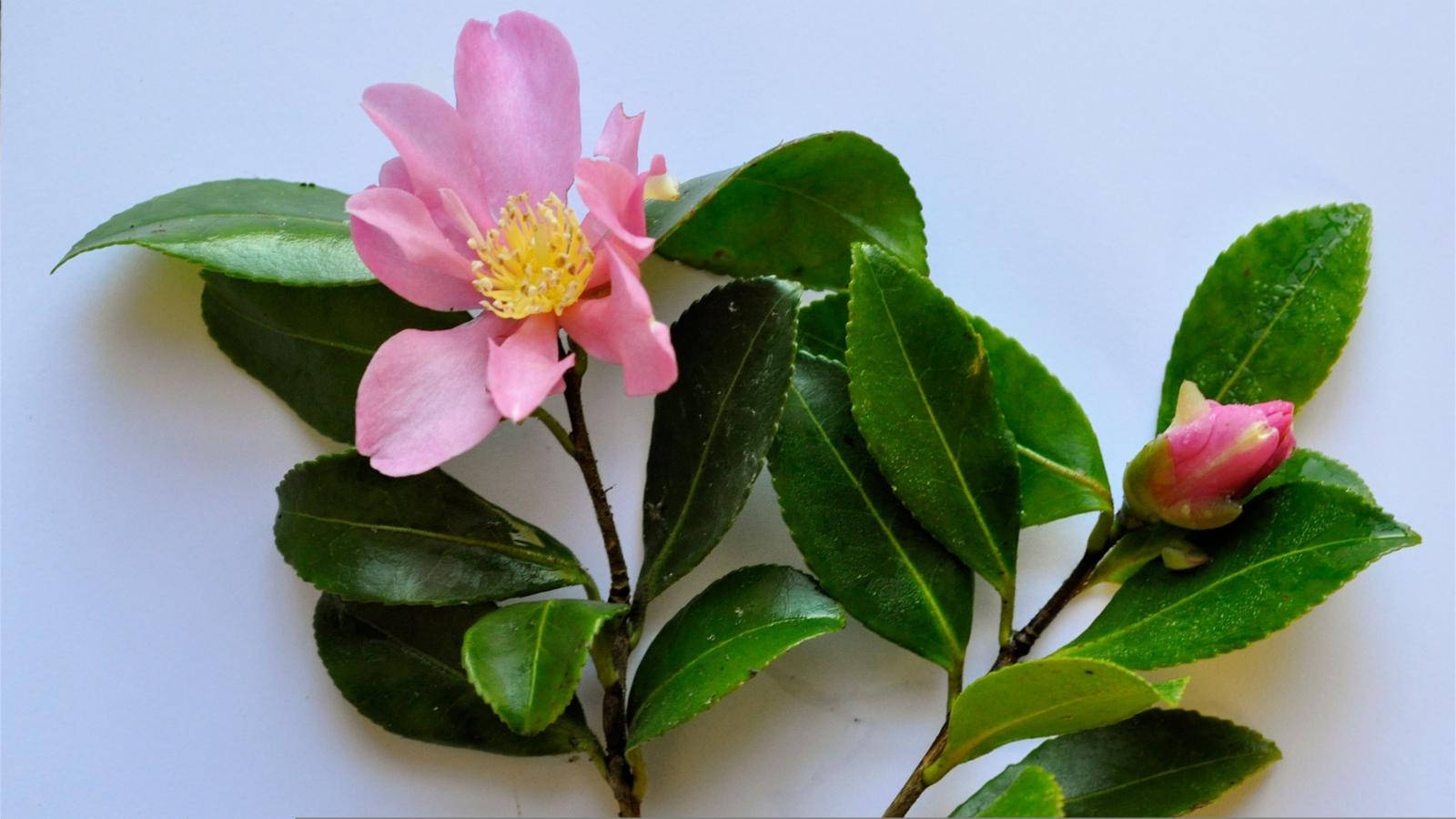 Gorgeous Camellia Sasanqua Flowers Wallpaper