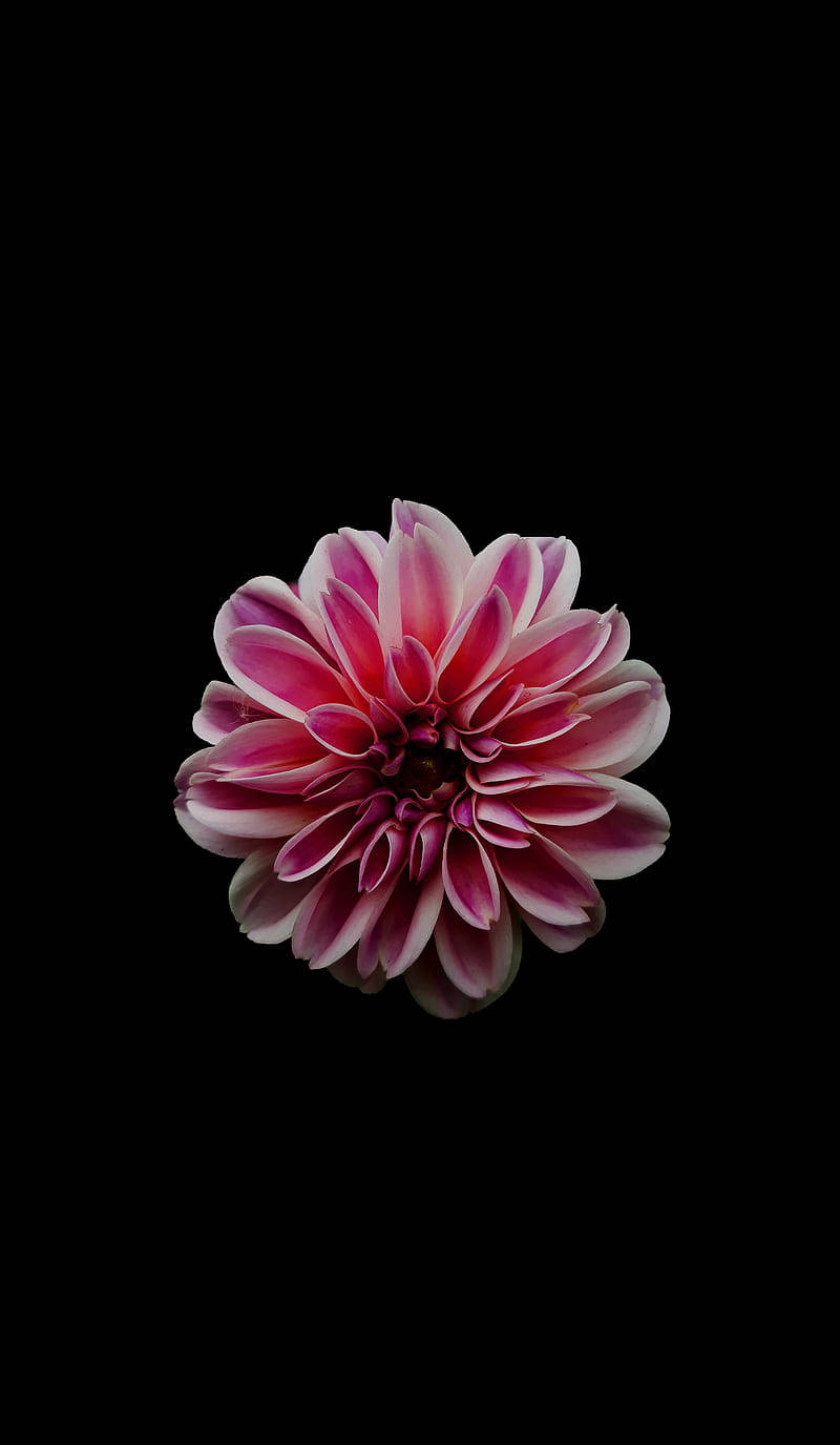 Gorgeous Dahlia Pinnata Pinkapple Flower Wallpaper