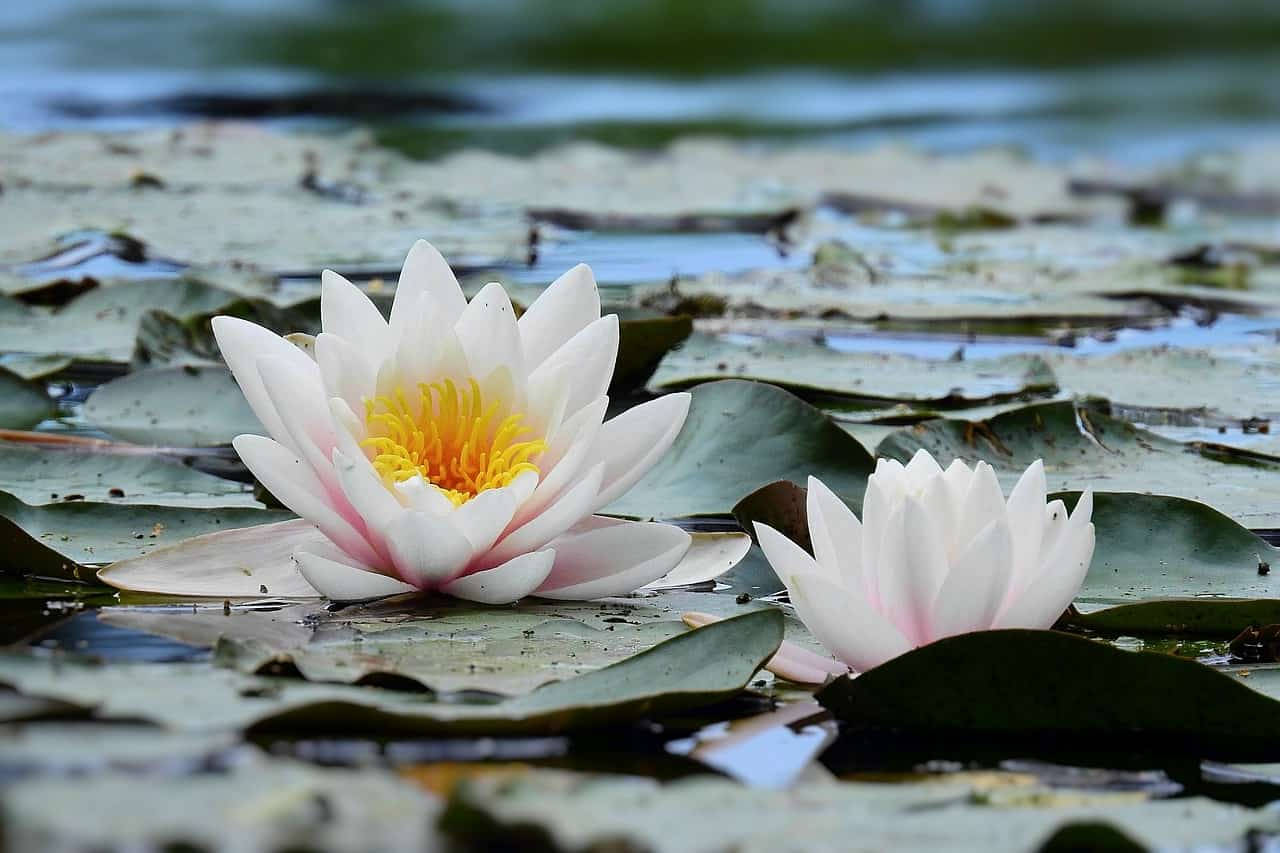 Gorgeous White Water Lilies Wallpaper