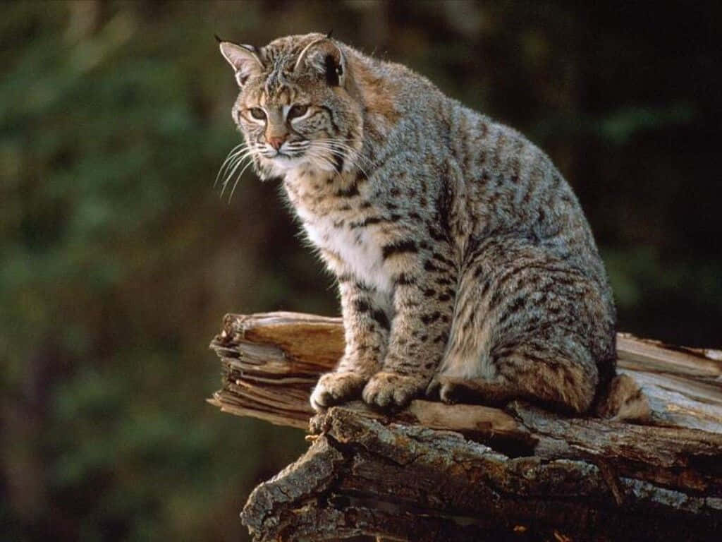 Graceful Bobcat In Natural Habitat Wallpaper