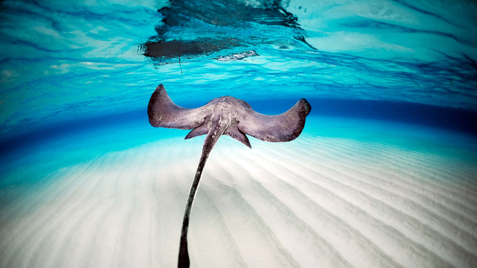 Graceful Stingray Gliding In The Deep Blue Sea Wallpaper