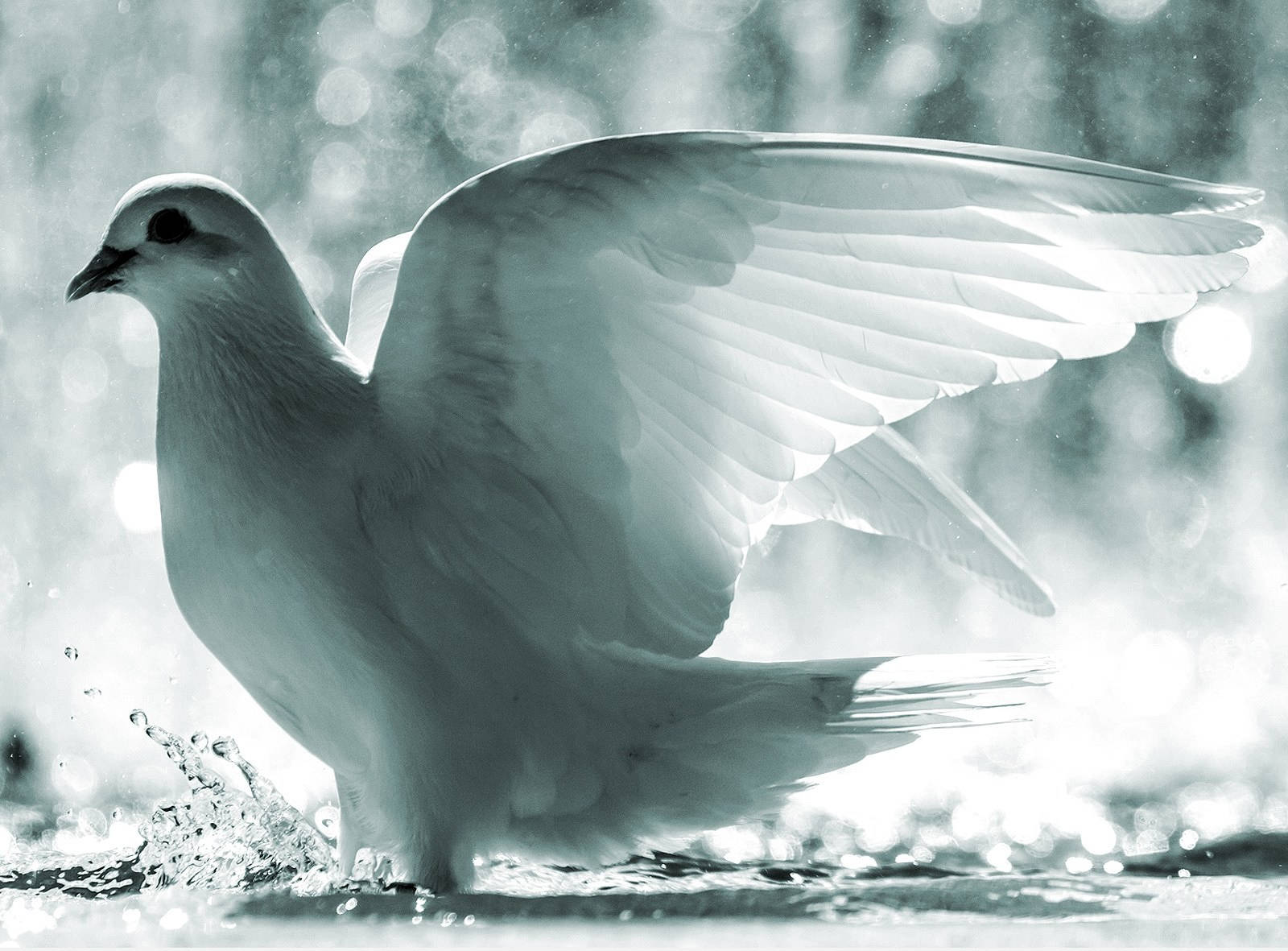 Graceful White Dove Swimming In Tranquil Waters Wallpaper