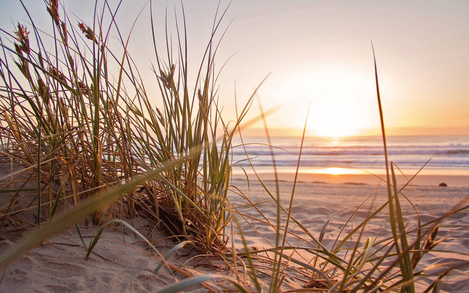 Grass By The Beach Summer Desktop Wallpaper