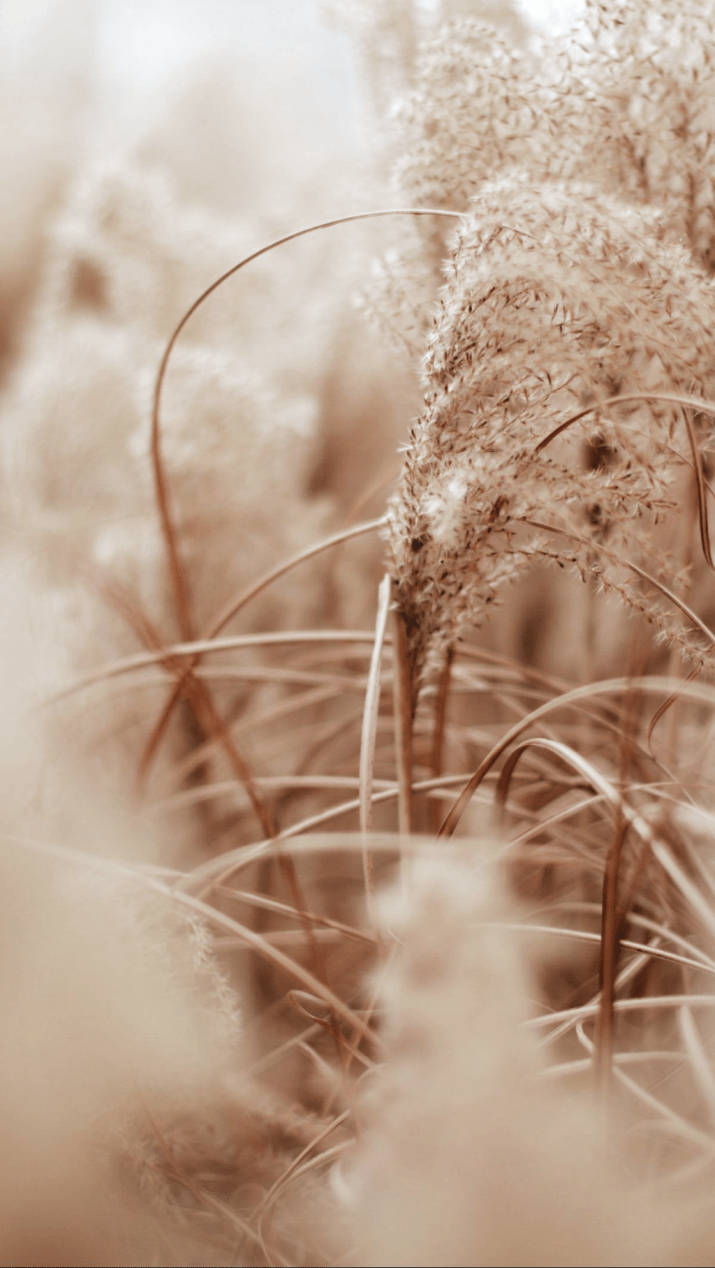 Grass Flowers Close Up Beige Aesthetic Phone Wallpaper