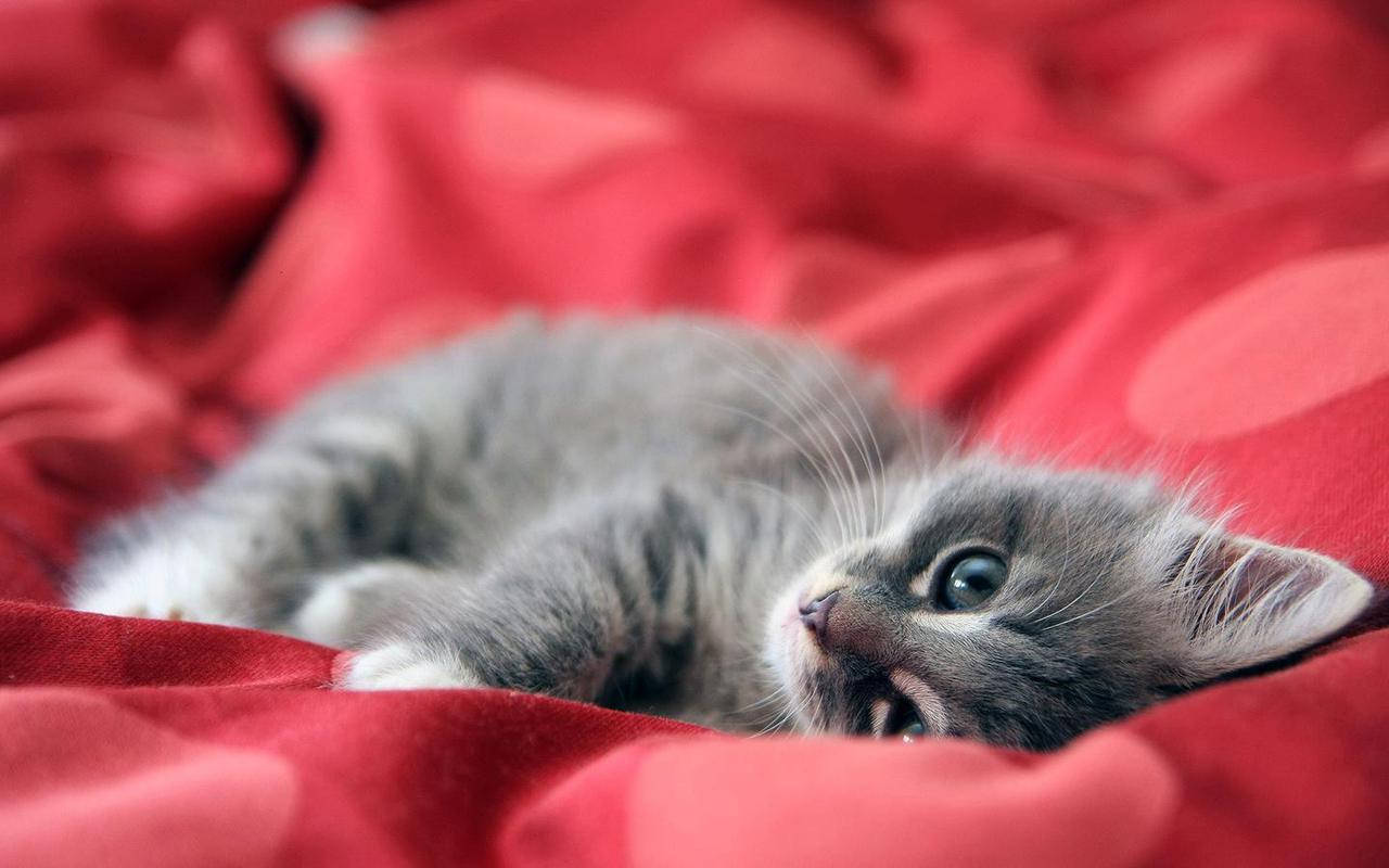 Gray Kitten On Pink Bed Wallpaper