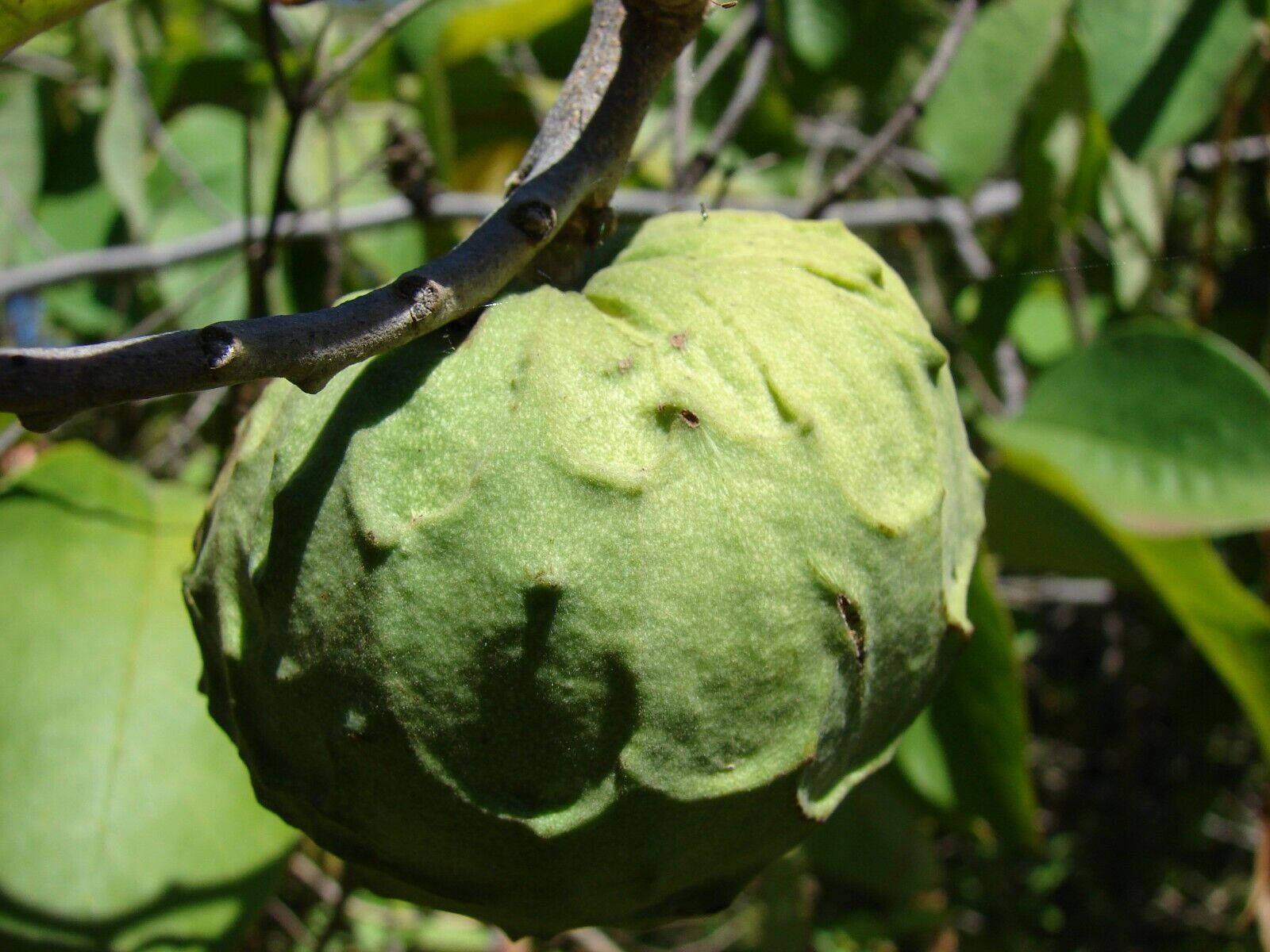 Great Cherimoya Fruit Wallpaper