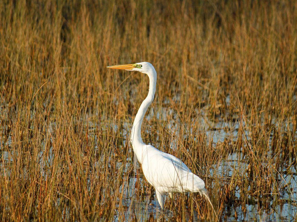 Great Egret At Everglades National Park Wallpaper