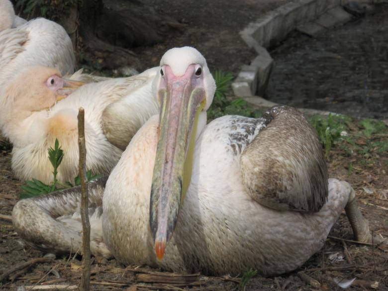 Great White Pelican Birds In Nature Wallpaper