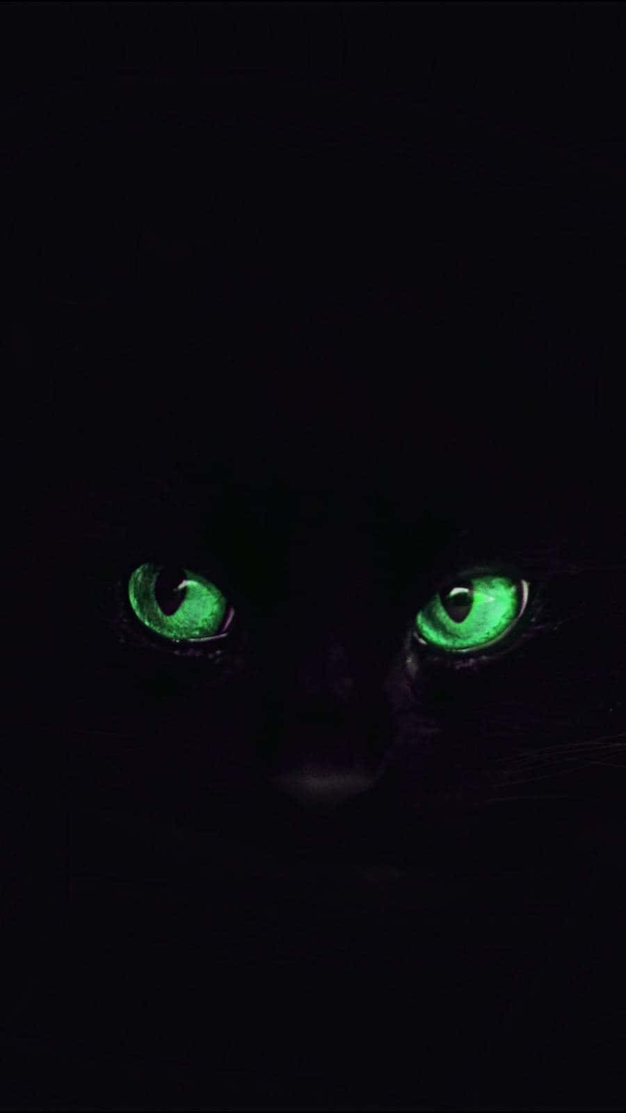 Green Cat Eyes Black Cat Wallpaper