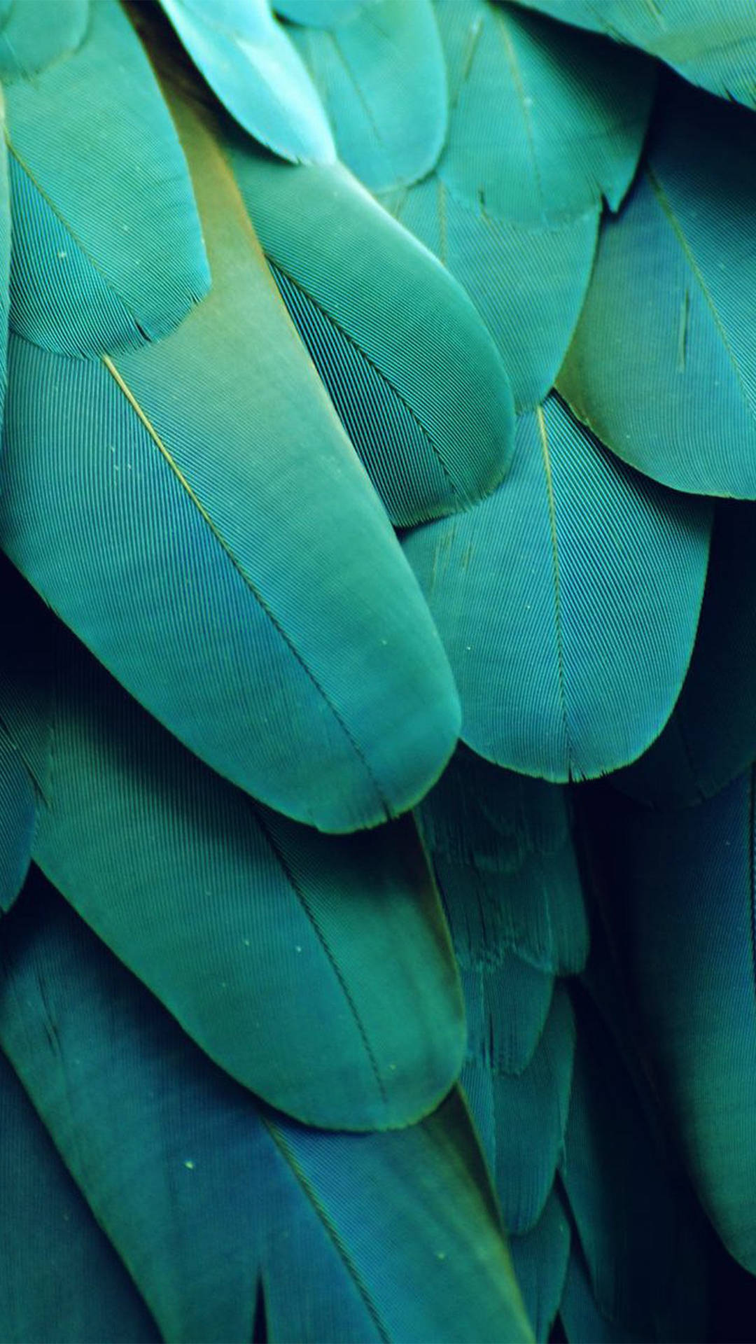 Green Feathers Smartphone Background Wallpaper