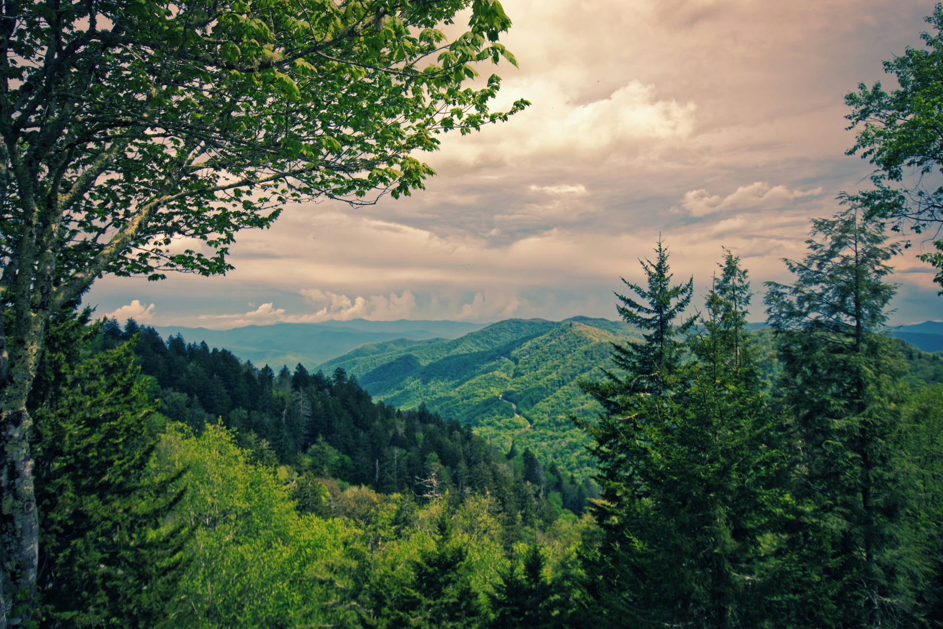 Green Forest In Smoky Mountains Wallpaper