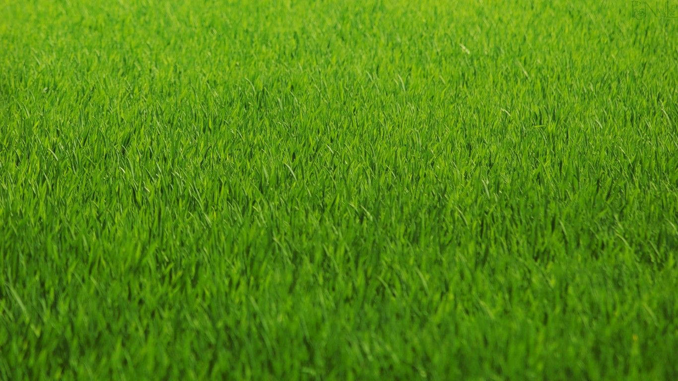 Green Grass Field Close-up Wallpaper