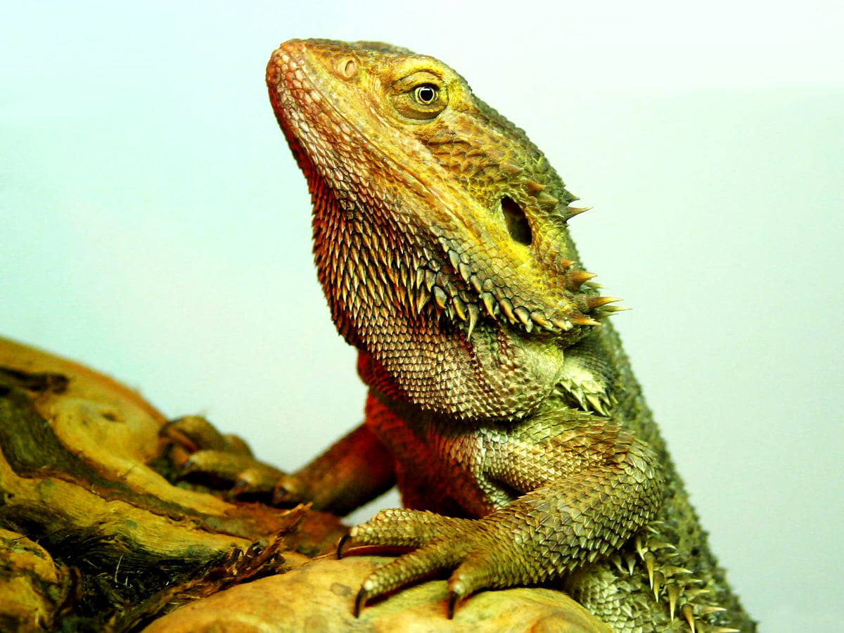 Green Iguana Climbing On Wood Wallpaper