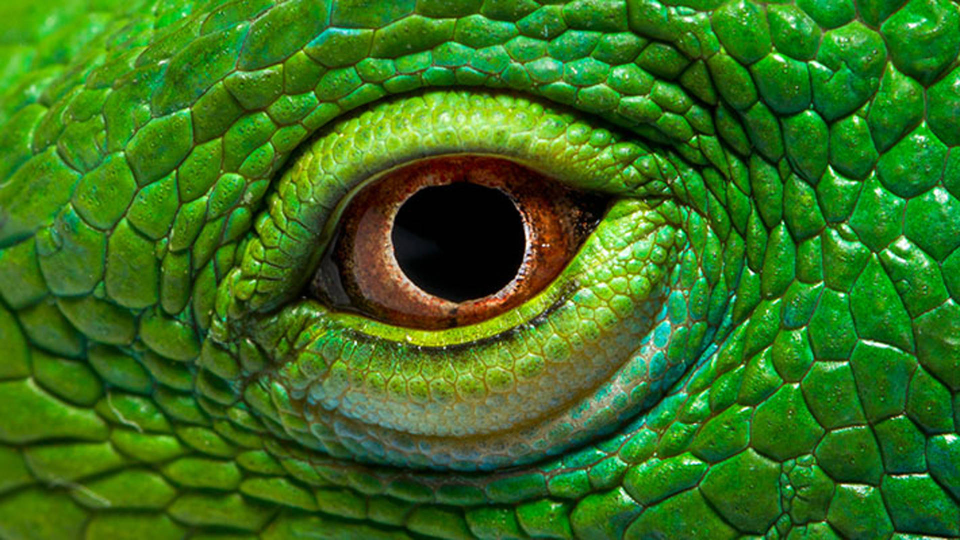 Green Iguana Eye Wallpaper