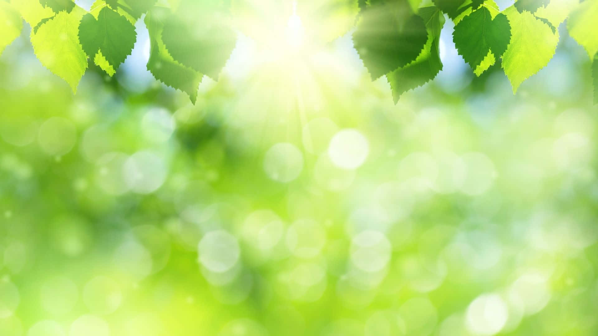 Green Leaves And Sun On A Background Wallpaper