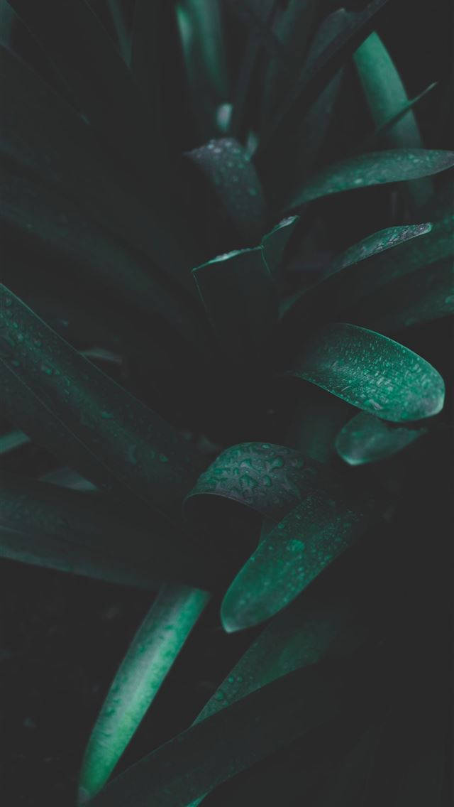 Green Leaves Iphone Dark Wallpaper