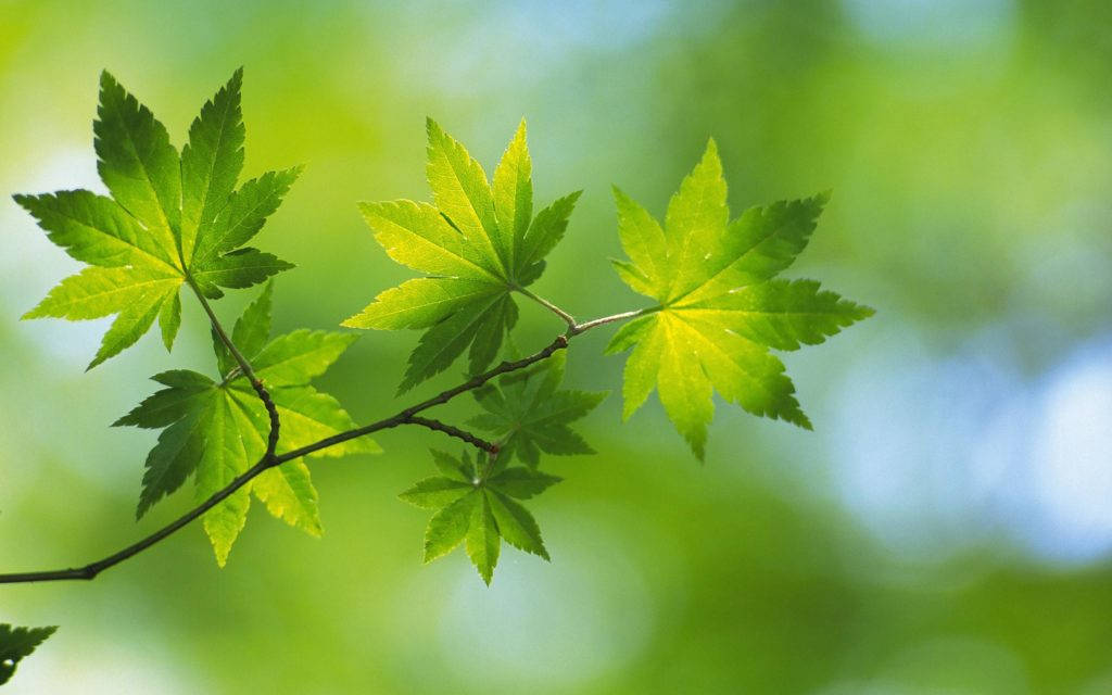 Green Nature Maple Leaf Wallpaper