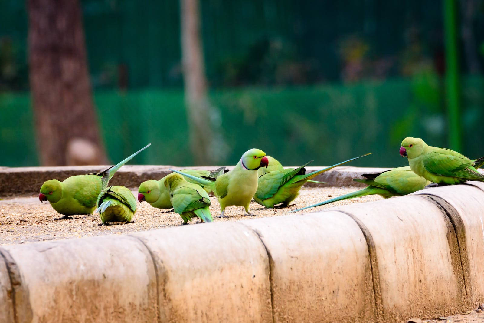 Green Parakeet Beautiful Birds Wallpaper