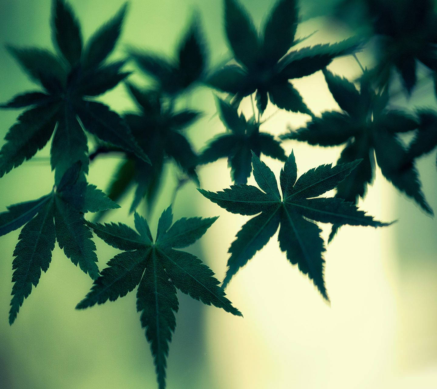 Green Weed Cannabis Leaves Wallpaper