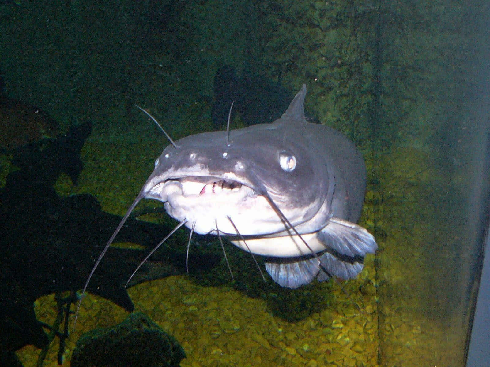 Grey Catfish Wallpaper