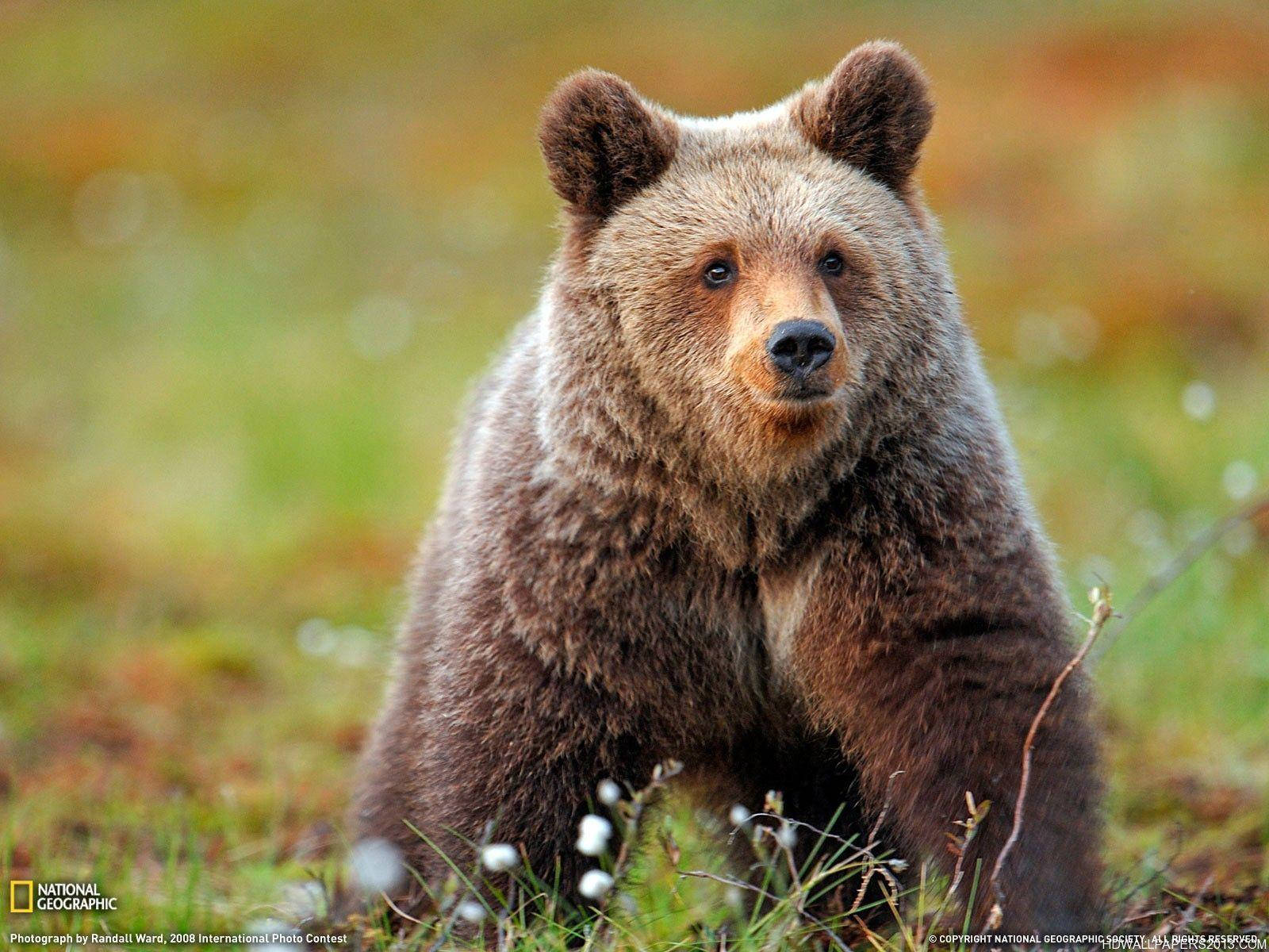 Grizzly Bear In Meadows Wallpaper